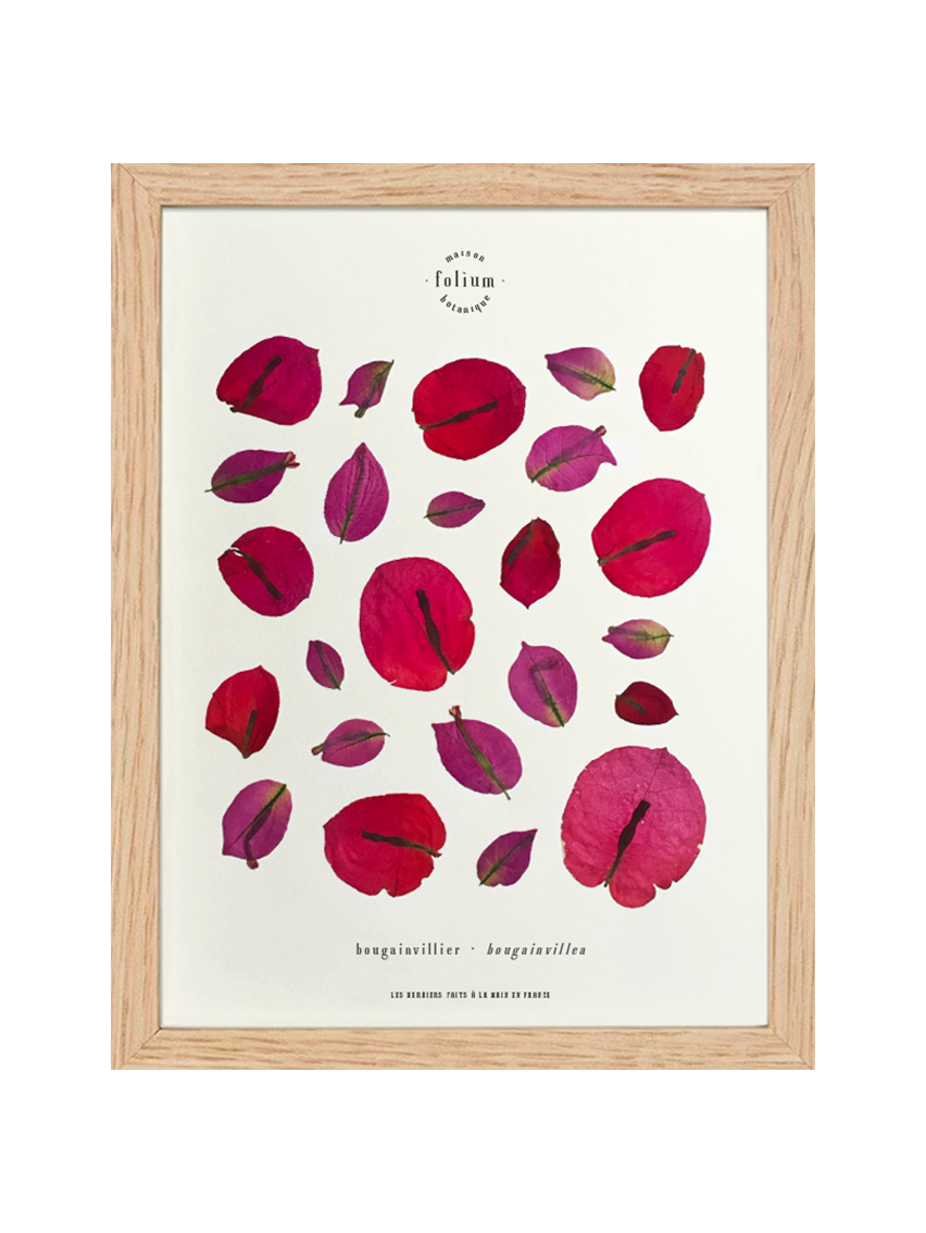 Herbier encadré de fleurs séchées de bougainvillier rose et violet Pressed flowers art Herbarium Herbaria Planche Folium