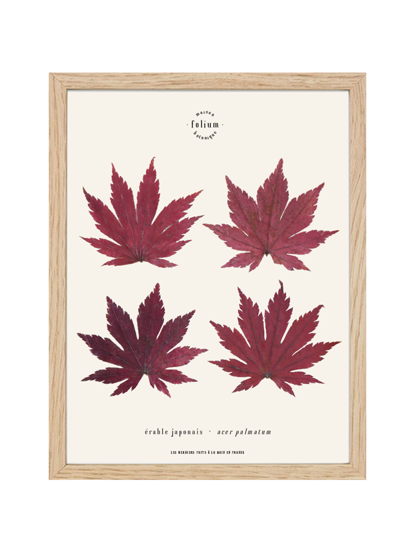 Cadre de feuilles séchées feuille rouge d'érable japonais folium herbiers de fleurs séchées cadre botanique décoration murale