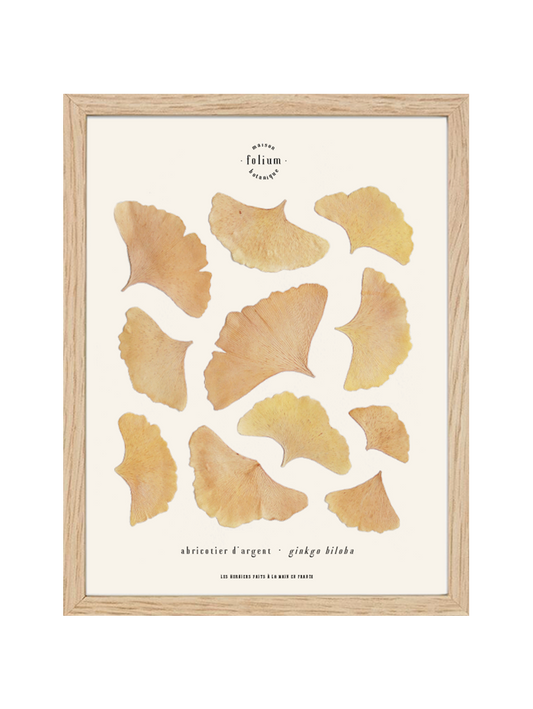 Folium Maison Botanique herbier de fleurs pressées fleurs séchées herbier encadré tableau vraies fleurs cadeau naissance herbarium