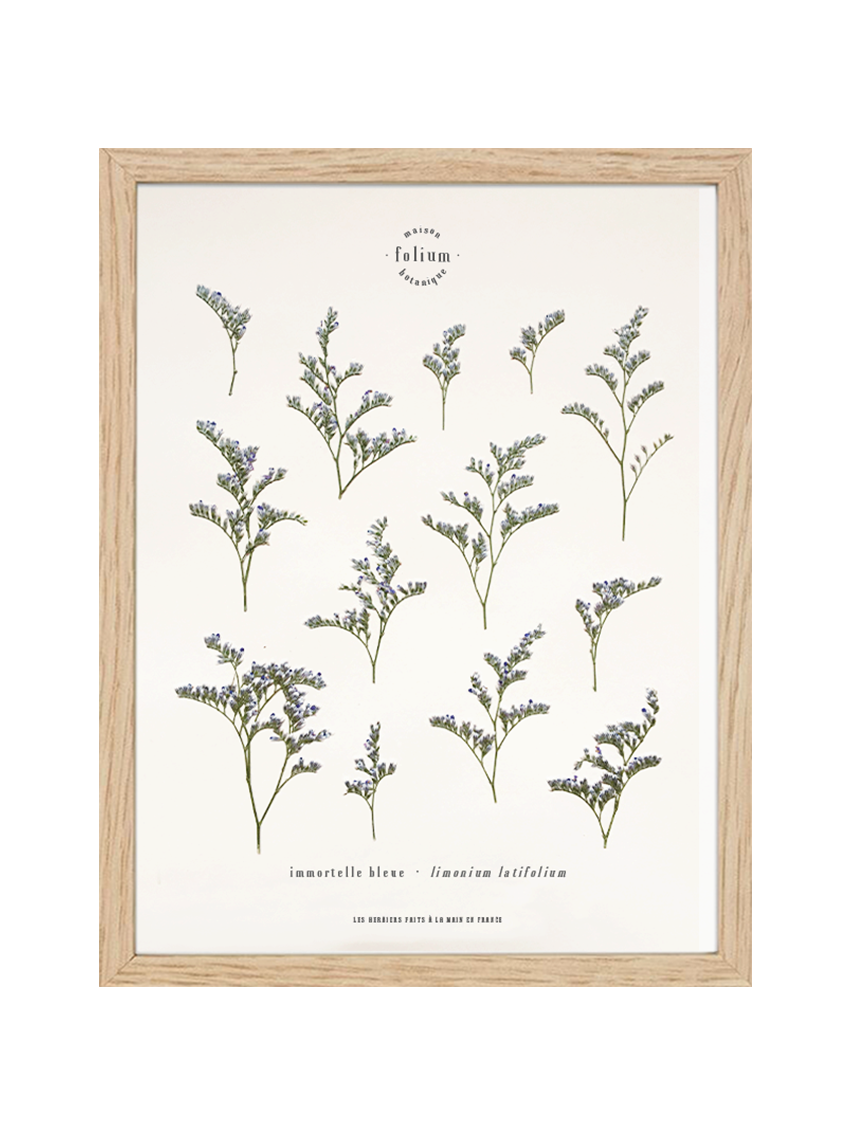 Herbier de fleurs Décoration murale fleurs séchées encadré Immortelle bleue corse Cadre fleurs herbarium Maison Botanique