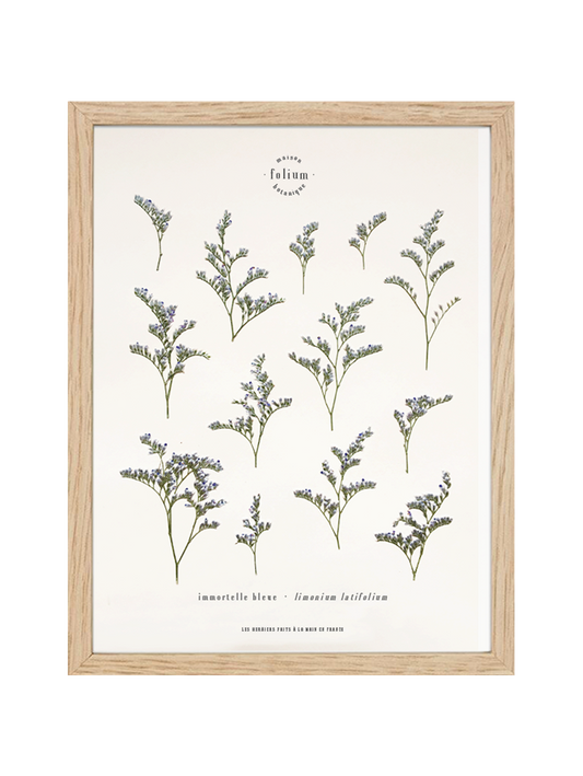 Herbier de fleurs Décoration murale fleurs séchées encadré Immortelle bleue corse Cadre fleurs herbarium Maison Botanique