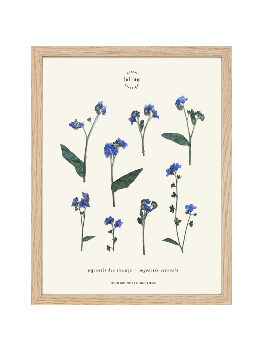 Herbier de fleurs séchées myosotis bleu forget me not Herbarium encadré Cadre fleurs séchées Cadeau Décoration Murale Folium