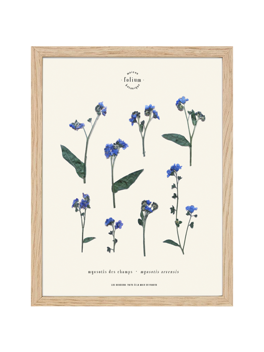 Herbier de fleurs séchées myosotis bleu forget me not Herbarium encadré Cadre fleurs séchées Cadeau Décoration Murale Folium