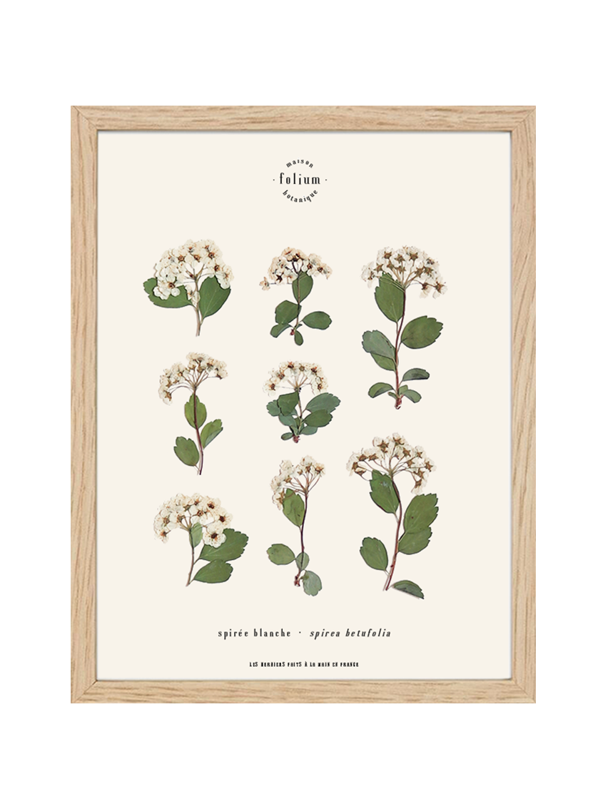 Herbier de fleurs séchées Herbarium encadré Herbier tableau petit herbier cadeau naissance fleur blanche folium botanique