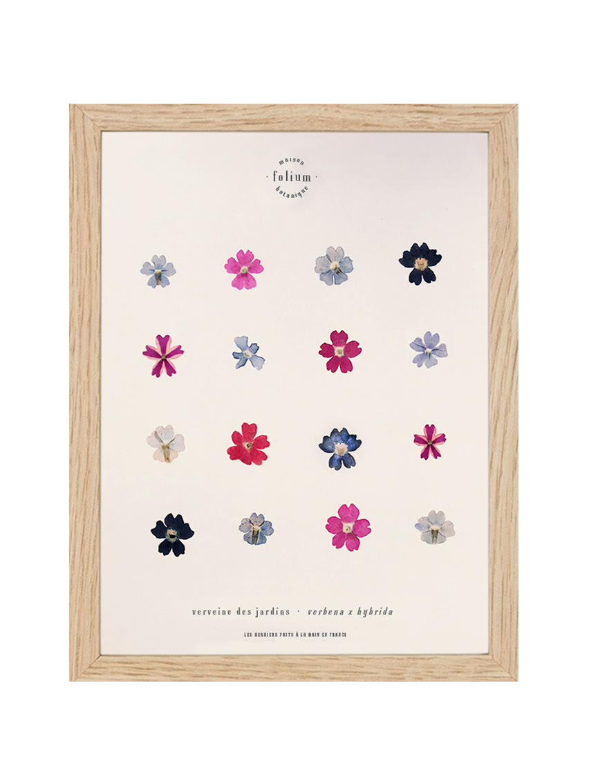 Herbier encadré de fleurs de verveine rose bleu Cadre Herbarium de fleurs séchées Cadeau fleurs séchées Folium Maison Botanique