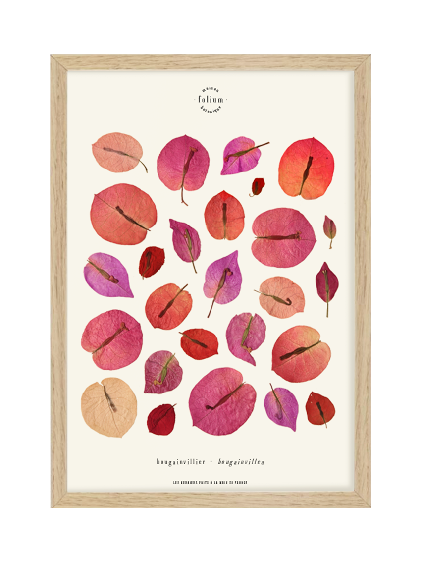 Herbier encadré de fleurs séchées de bougainvillier rose et violet Pressed flowers art Herbarium Herbaria Planche Folium