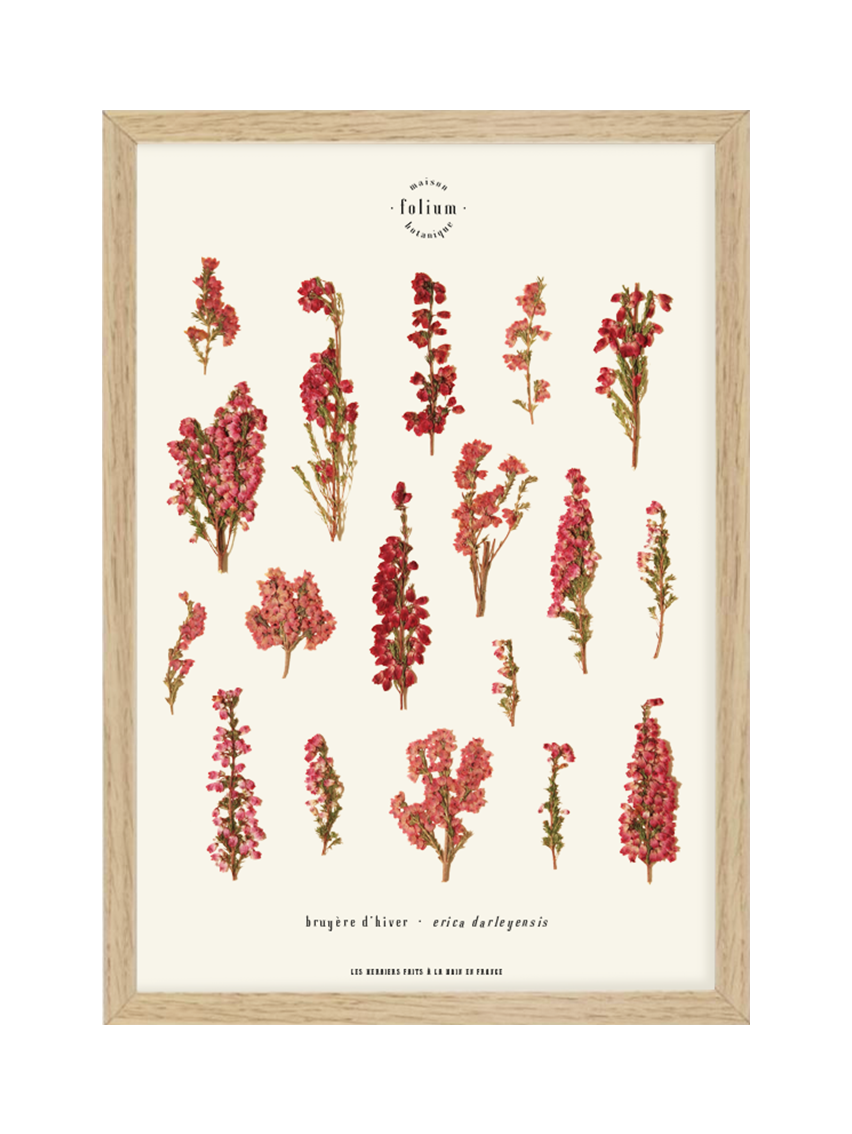 Herbier de fleurs roses bruyère séchée Herbarium encadré Cadre fleur herbier botanique Folium Herbaria Décoration Murale