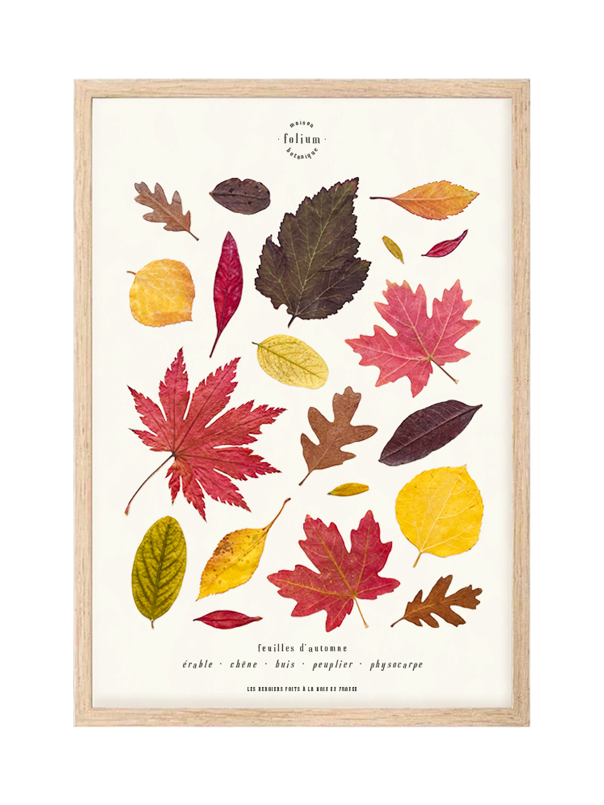 Herbier feuilles séchées carnet herbier feuilles d'automne rouge jaune Herbier feuilles mortes Herbarium encadré Cadr