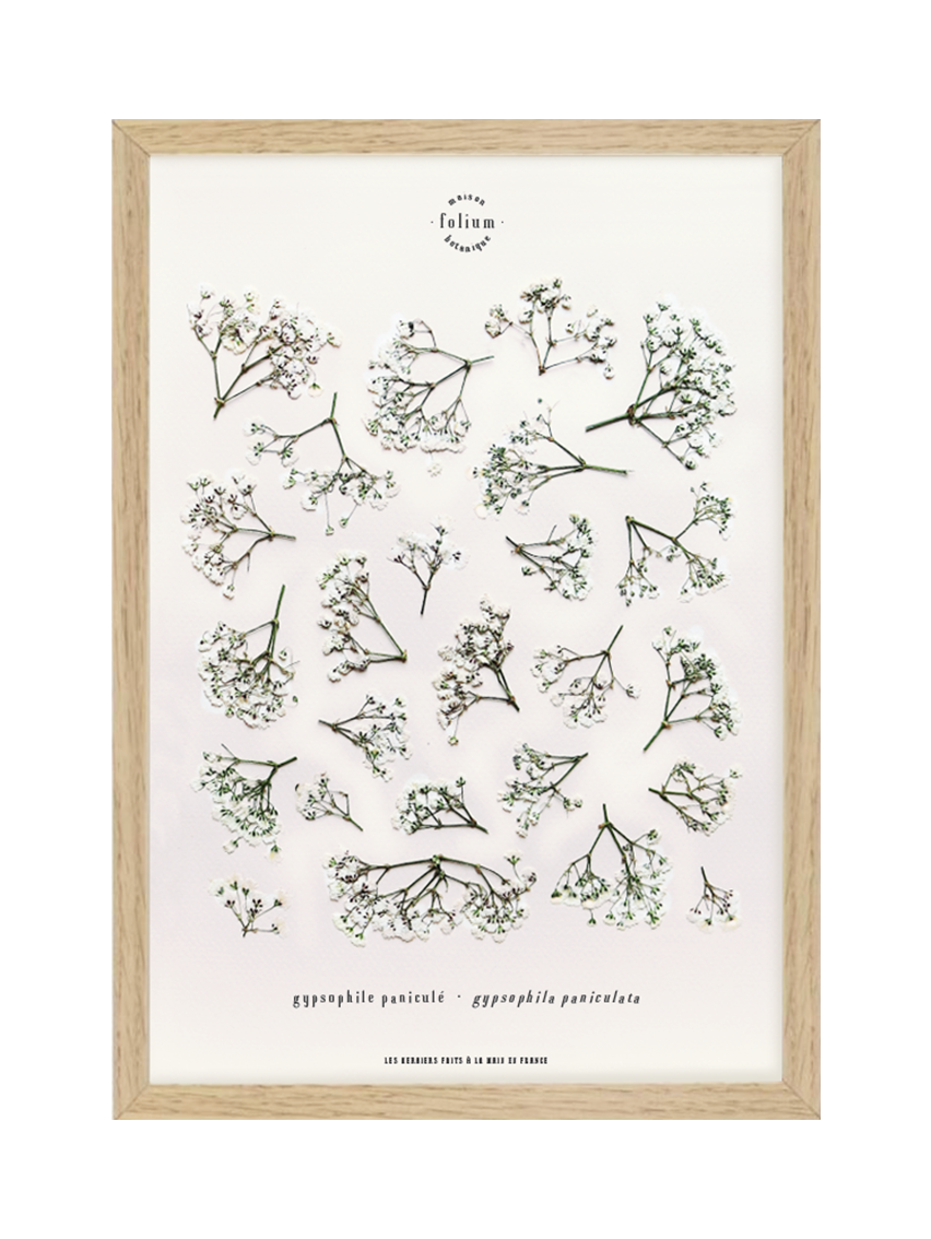 Herbier encadré de Gypsophile Herbarium de fleurs séchées pressées Tableau Décoration murale floral Art floral Folium