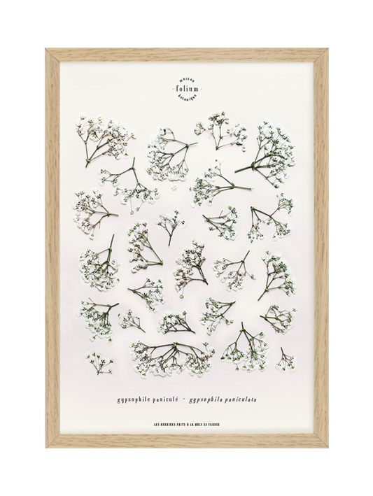 Herbier encadré de Gypsophile Herbarium de fleurs séchées pressées Tableau Décoration murale floral Art floral Folium