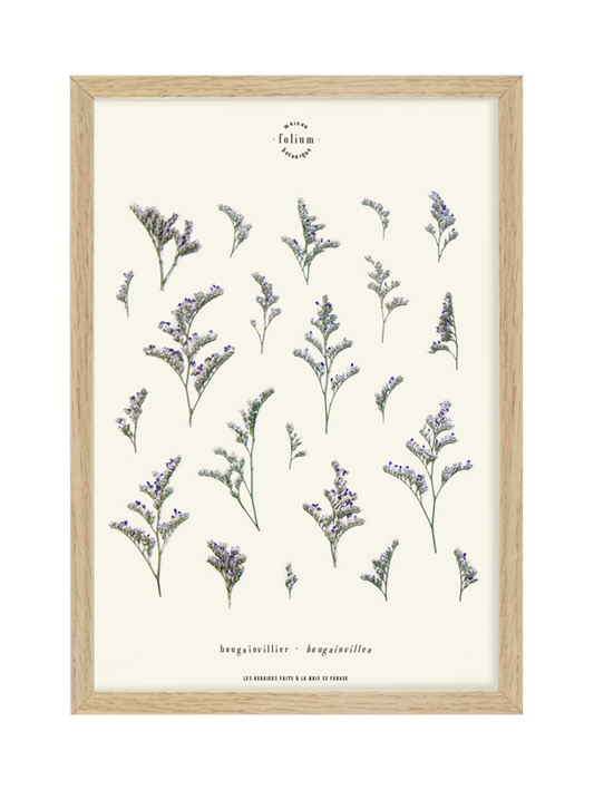 Herbier de fleurs Décoration murale fleurs séchées encadré Immortelle bleue corse Cadre fleurs herbarium Maison Botanique