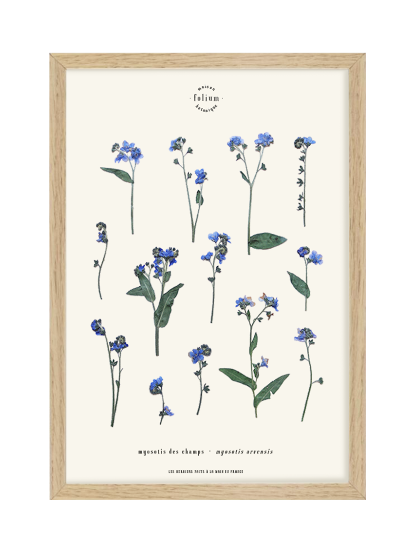 Herbier de fleurs séchées myosotis bleu forget me not Herbarium encadré Cadre fleurs séchées Cadeau Décoration Murale Folium