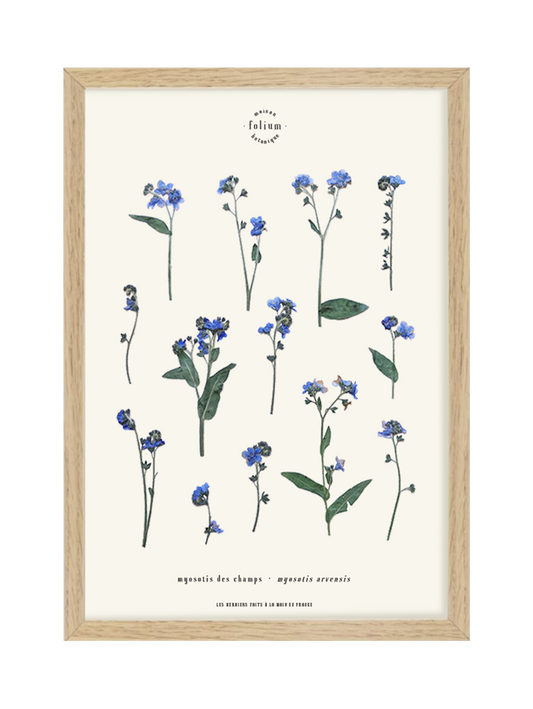 Herbier de fleurs séchées myosotis bleu forget me not Herbarium encadré Cadre fleurs séchées Cadeau Décoration Murale Folium