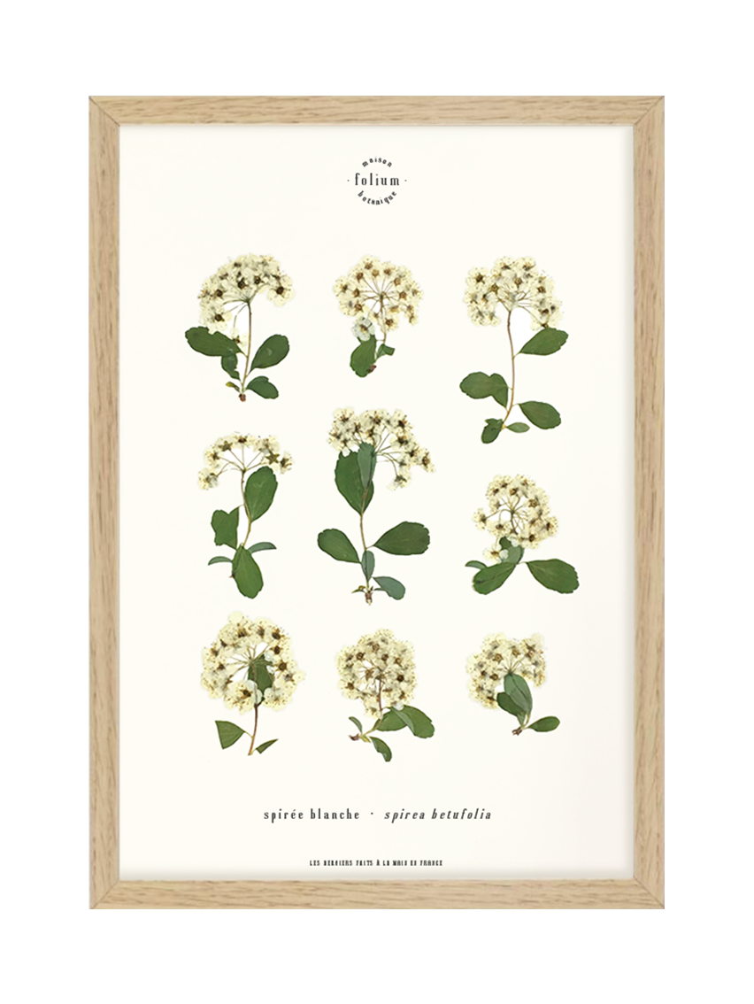 Herbier botanique de fleurs séchées Cadre herbarium encadré Cadeau floral Décoration murale Folium Maison Botanique