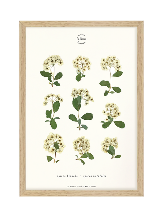 Herbier botanique de fleurs séchées Cadre herbarium encadré Cadeau floral Décoration murale Folium Maison Botanique