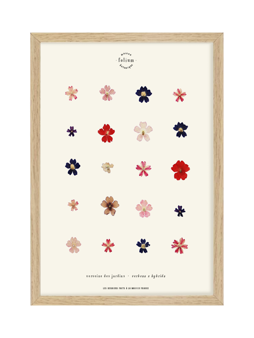 Herbier encadré de fleurs de verveine rose bleu Cadre Herbarium de fleurs séchées Cadeau fleurs séchées Folium Maison Botanique