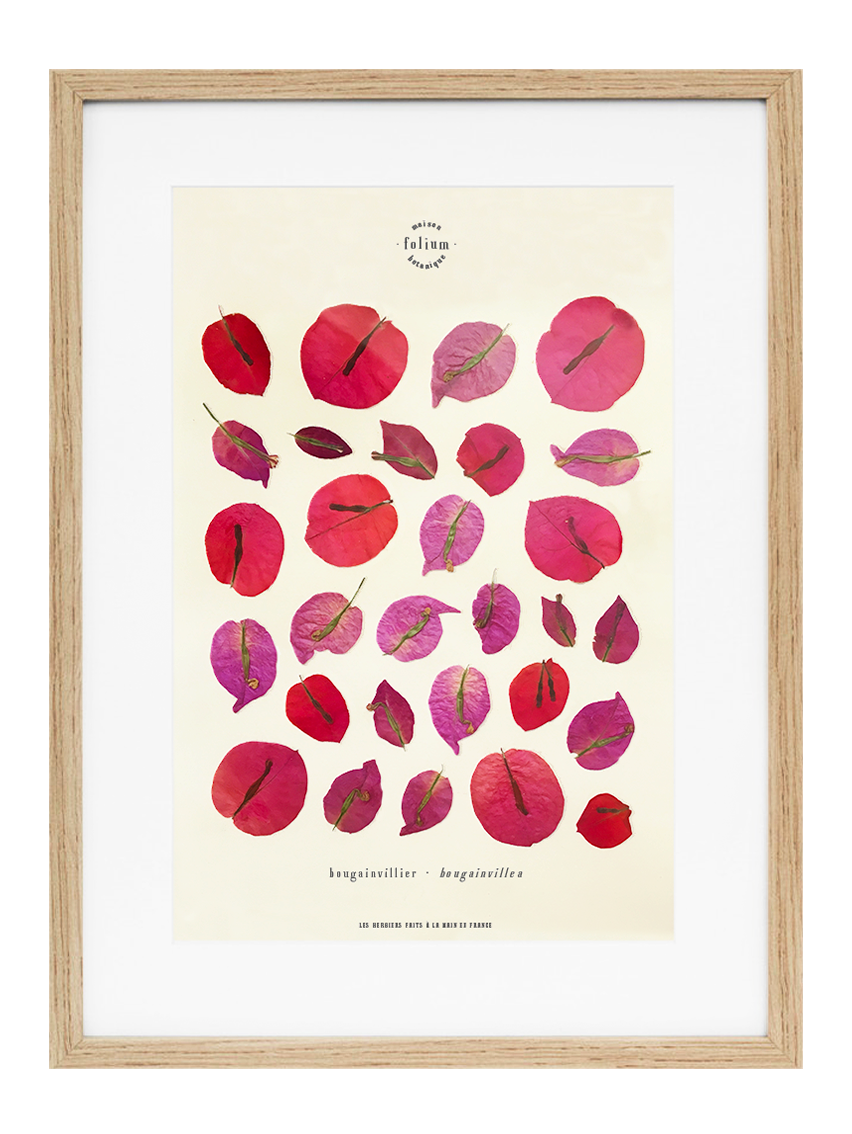 Herbier encadré de fleurs séchées de bougainvillier rose et violet Pressed flowers art Herbarium Herbaria Planche Folium