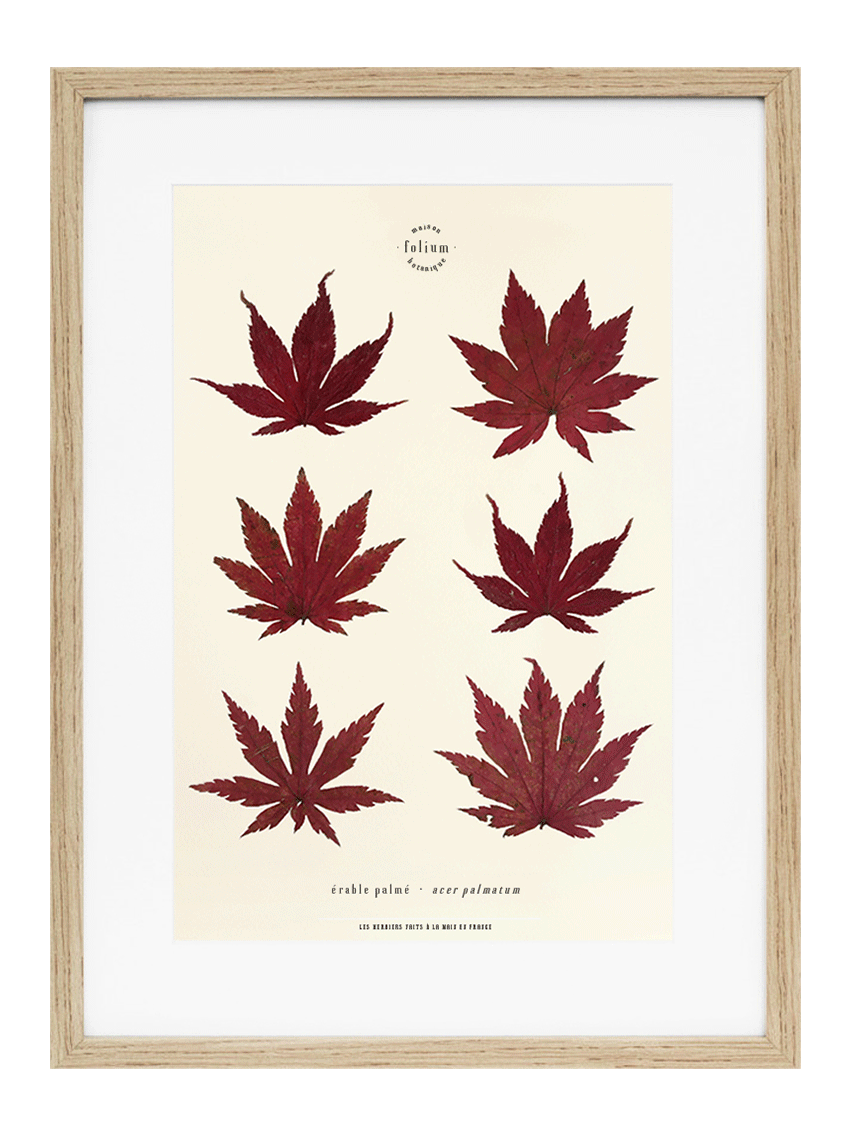 Cadre de feuilles séchées feuille rouge d'érable japonais folium herbiers de fleurs séchées cadre botaniquedécoration murale