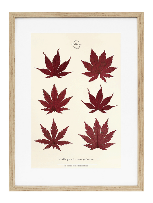 Cadre de feuilles séchées feuille rouge d'érable japonais folium herbiers de fleurs séchées cadre botaniquedécoration murale