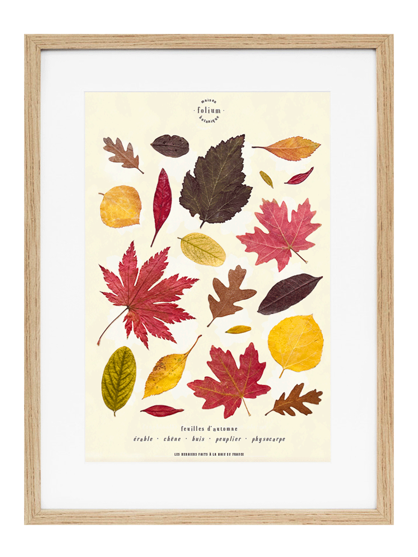 Herbier feuilles séchées carnet herbier feuilles d'automne rouge jaune Herbier feuilles mortes Herbarium encadré Cadr