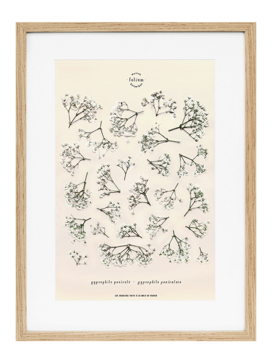 Herbier encadré de Gypsophile Herbarium de fleurs séchées pressées Tableau Décoration murale floral Art floral Folium