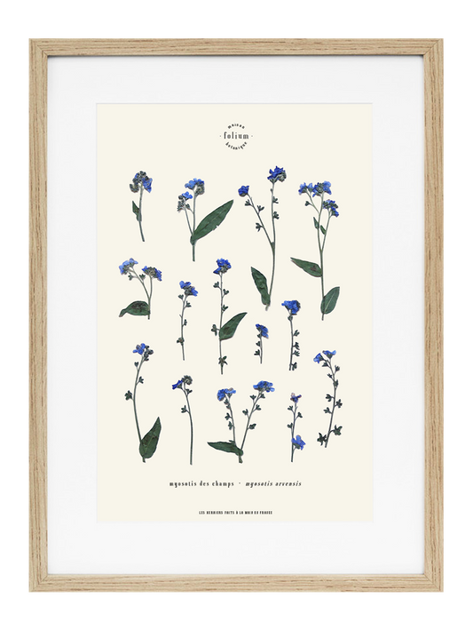 Herbier de fleurs séchées myosotis bleu forget me not Herbarium encadré Cadre fleurs séchées Cadeau Décoration Murale Folium