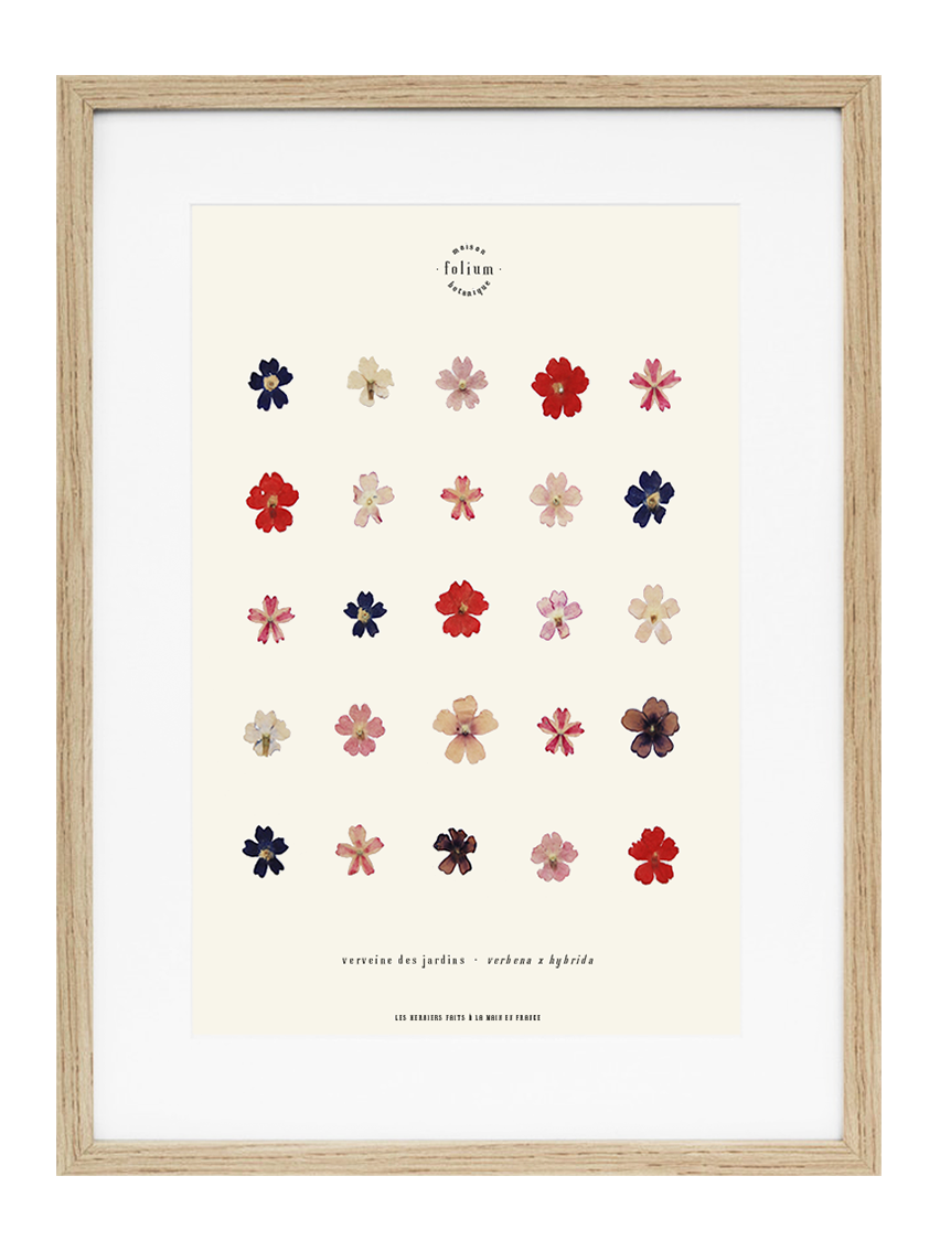 Herbier encadré de fleurs de verveine rose bleu Cadre Herbarium de fleurs séchées Cadeau fleurs séchées Folium Maison Botanique