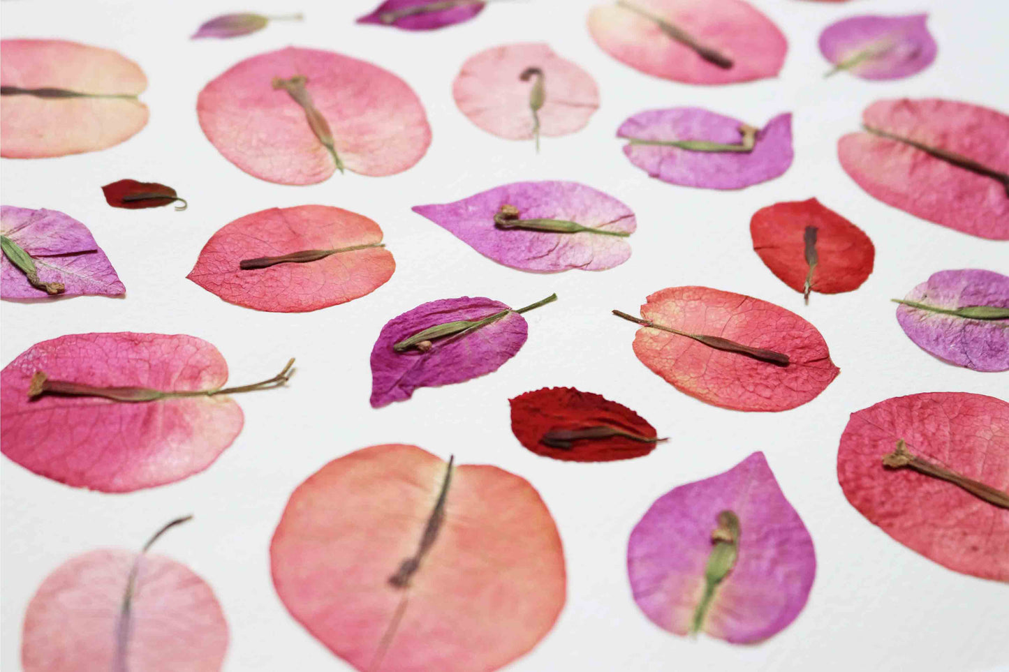 Herbier encadré de fleurs séchées de bougainvillier rose et violet Pressed flowers art Herbarium Herbaria Planche Folium