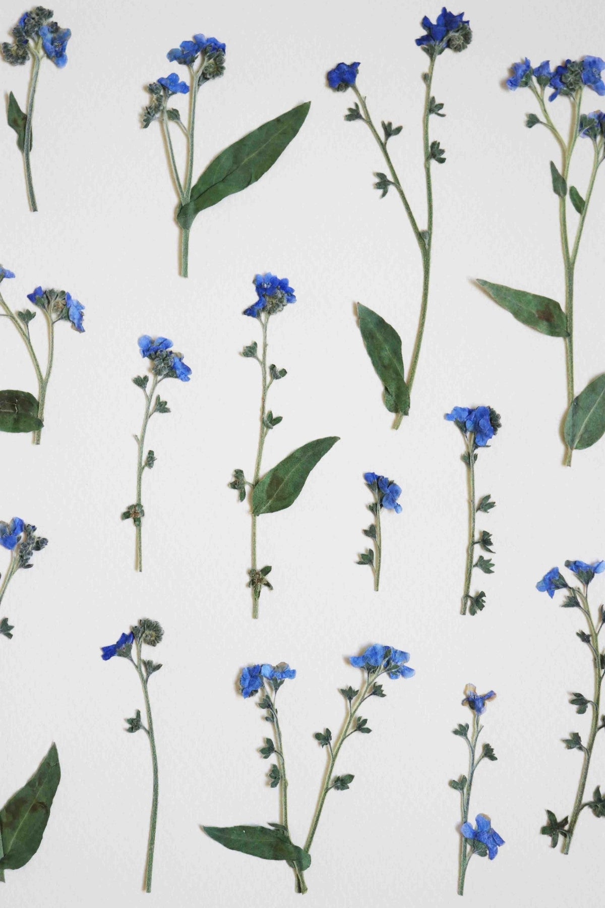 20 Fleurs De Myosotis Séchées Et Pressées FRENECI - Pour Création De Bijoux Et Artisanat 20 Fleurs De Myosotis Séchées Et Pressées FRENECI - Pour Création De Bijoux Et Artisanat