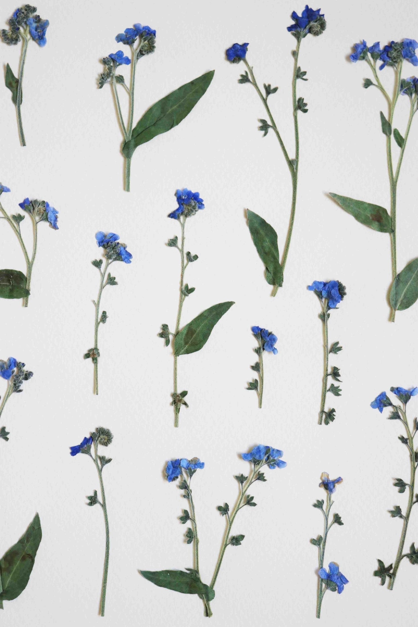 Herbier de fleurs séchées myosotis bleu forget me not Herbarium encadré Cadre fleurs séchées Cadeau Décoration Murale Folium