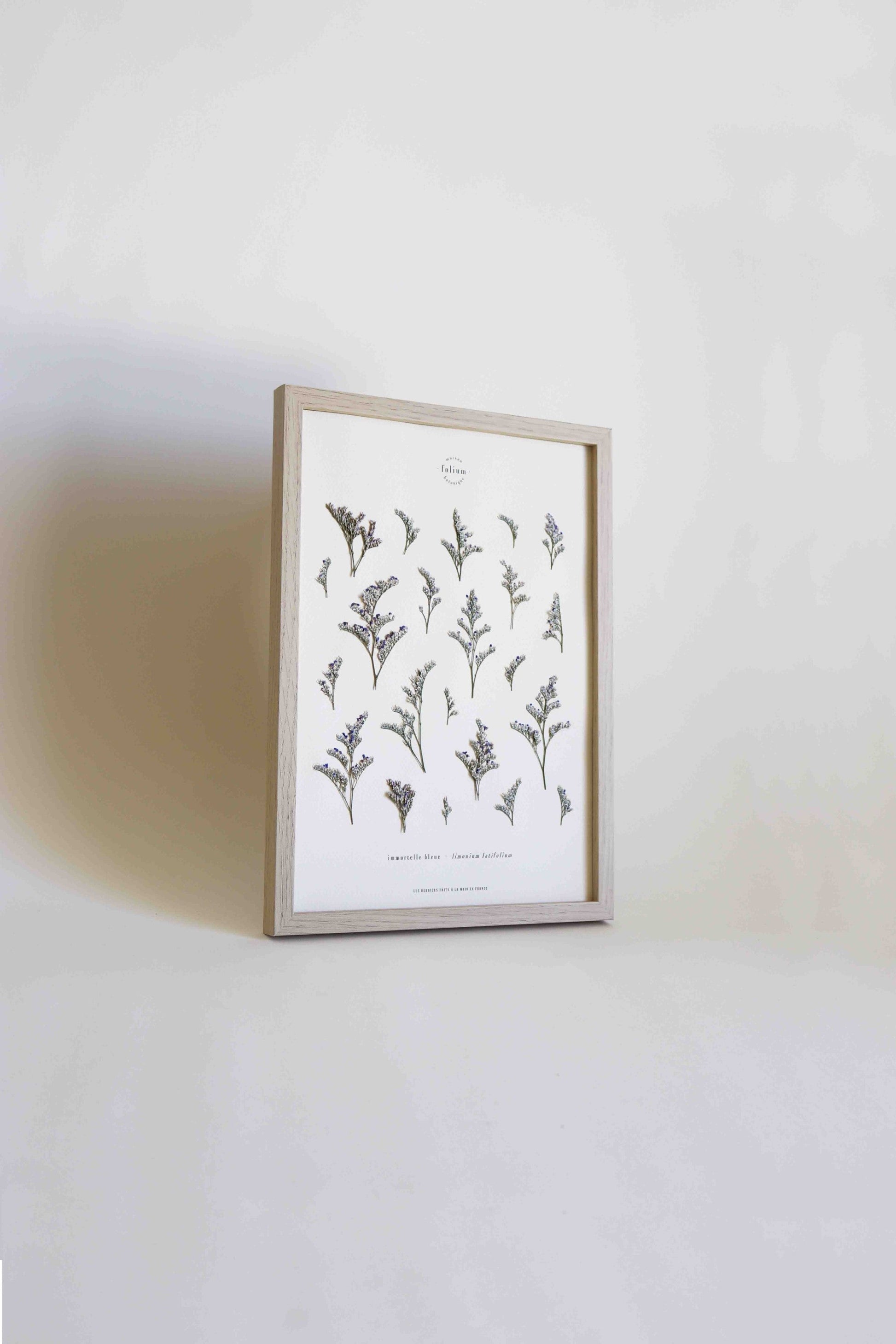 Herbier de fleurs Décoration murale fleurs séchées encadré Immortelle bleue corse Cadre fleurs herbarium Maison Botanique