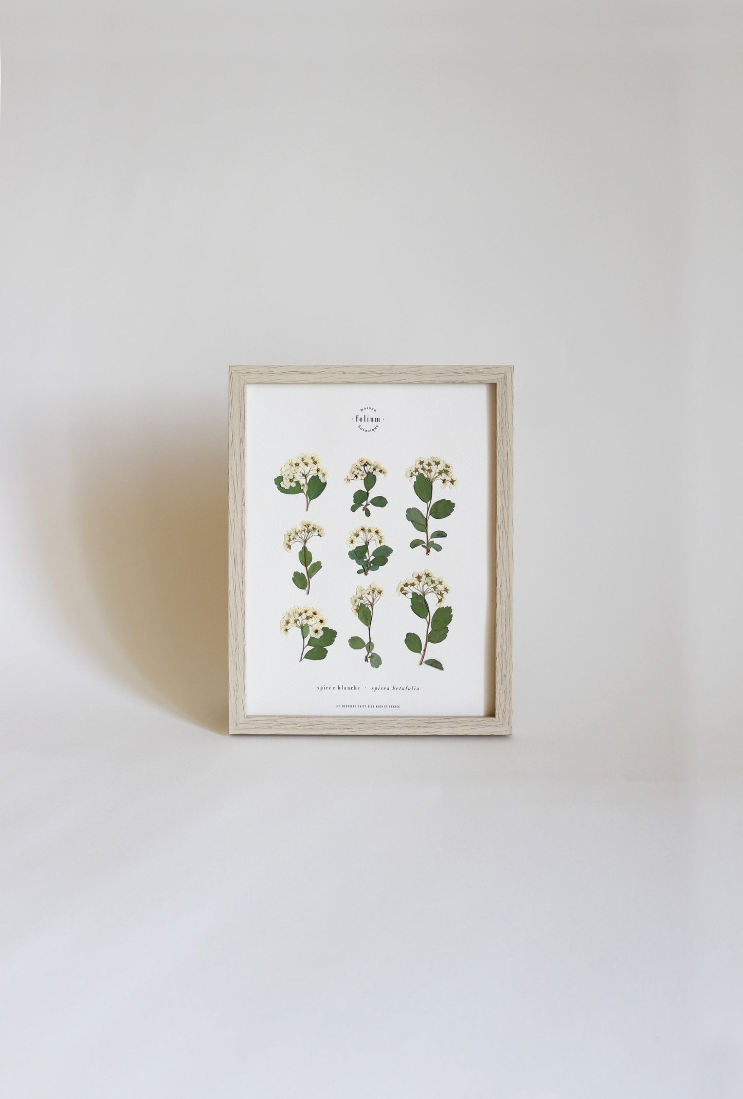 Herbier de fleurs séchées Herbarium encadré Herbier tableau petit herbier cadeau naissance fleur blanche folium botanique