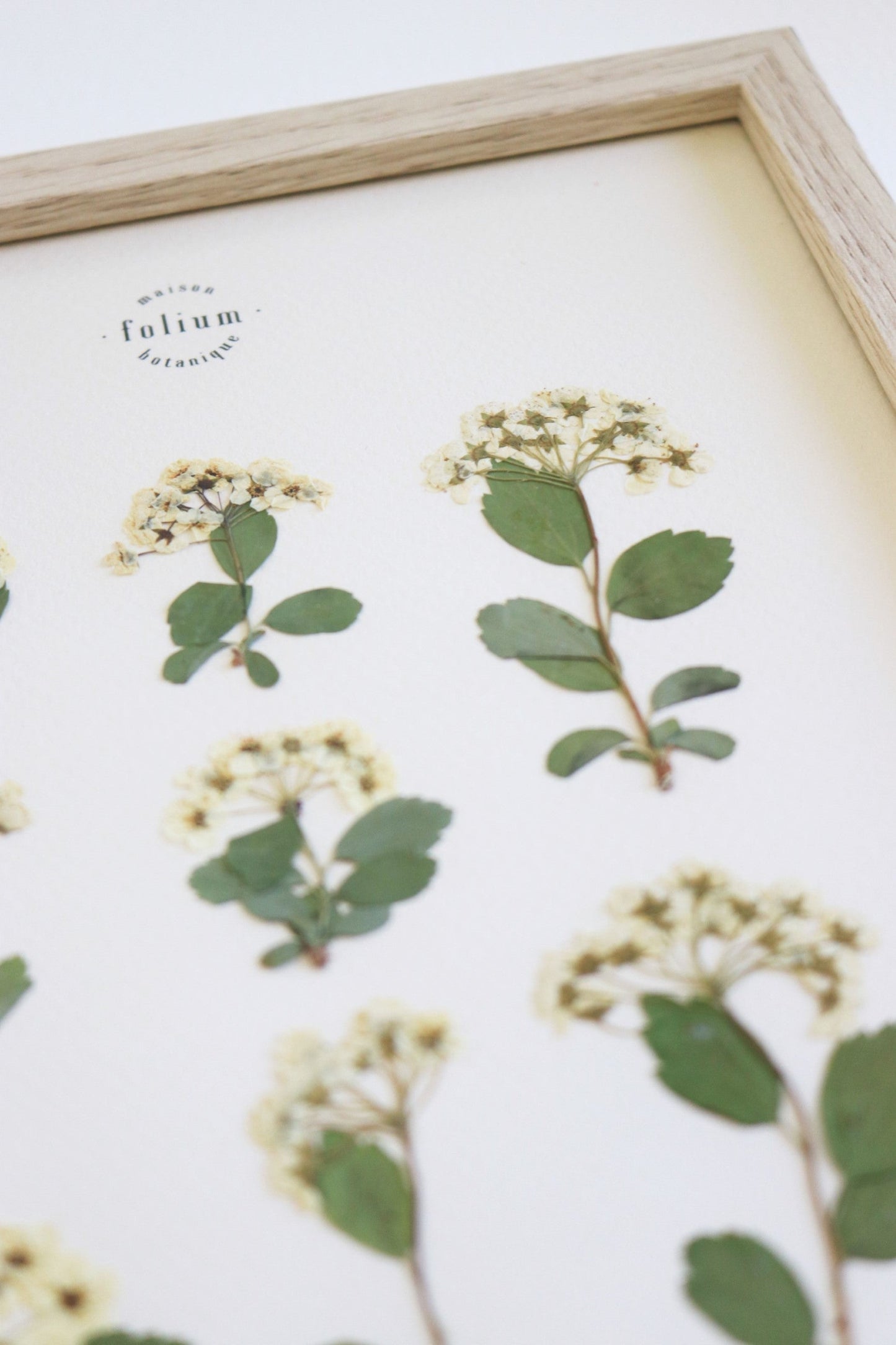 Herbier de fleurs séchées Herbarium encadré Herbier tableau petit herbier cadeau naissance fleur blanche folium botanique