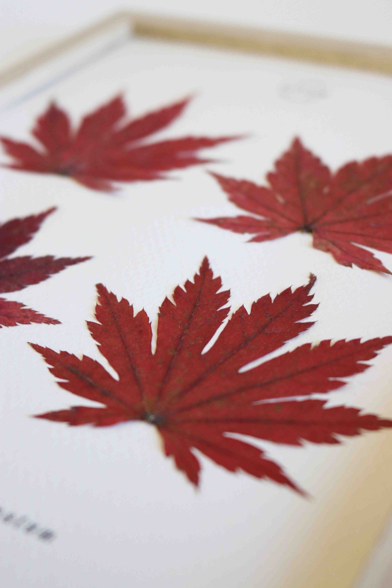 Cadre de feuilles séchées feuille rouge d'érable japonais folium herbiers de fleurs séchées cadre botanique décoration murale