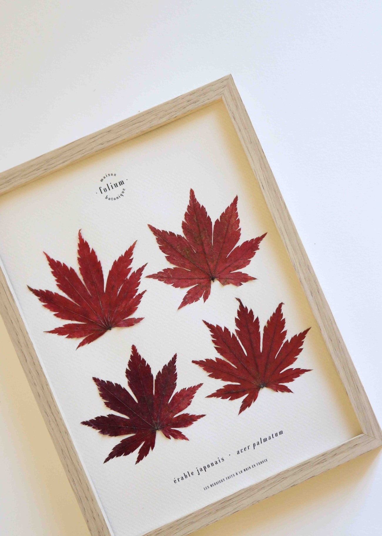 Cadre de feuilles séchées feuille rouge d'érable japonais folium herbiers de fleurs séchées cadre botanique décoration murale