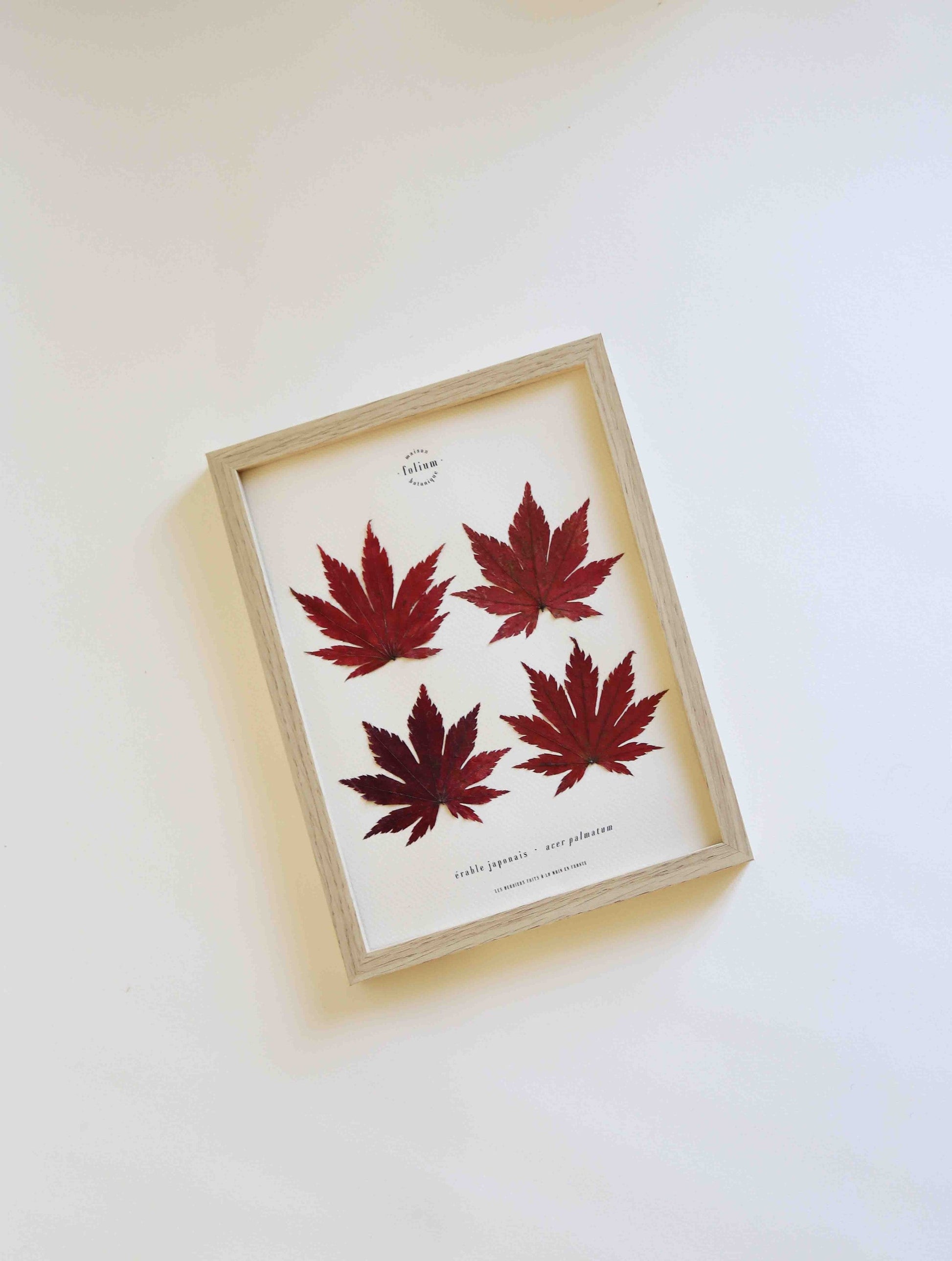 Cadre de feuilles séchées feuille rouge d'érable japonais folium herbiers de fleurs séchées cadre botanique décoration murale