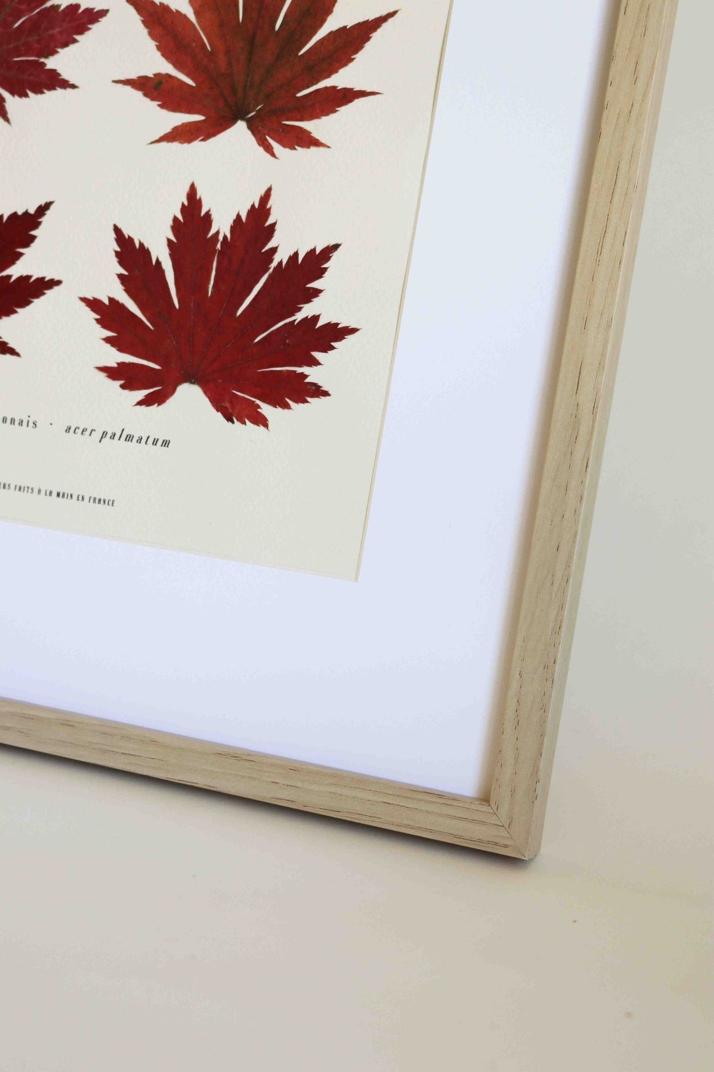 Cadre de feuilles séchées feuille rouge d'érable japonais folium herbiers de fleurs séchées cadre botaniquedécoration murale