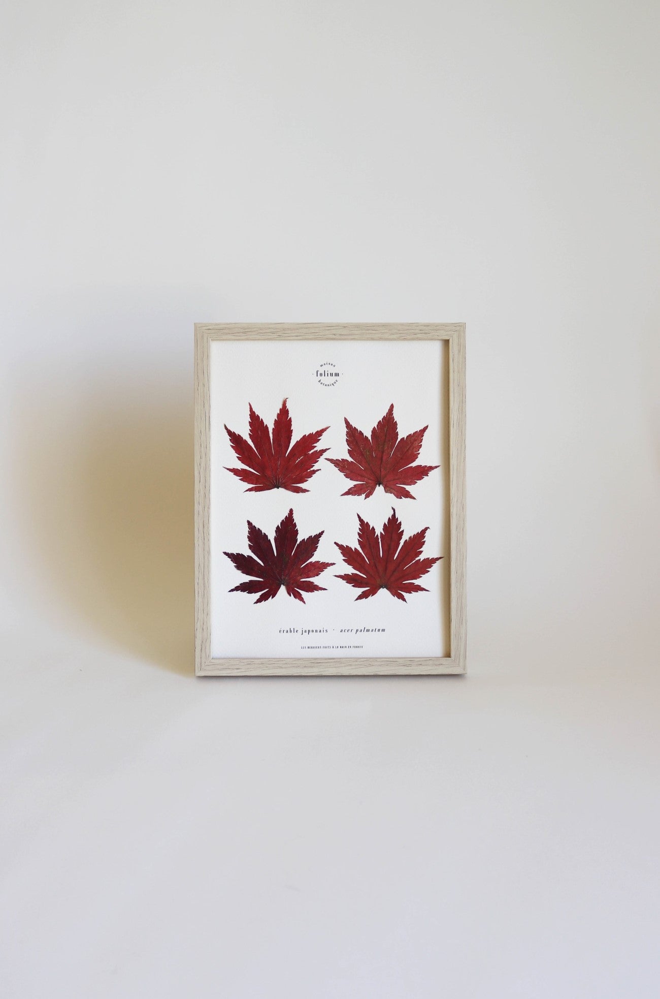 Cadre de feuilles séchées feuille rouge d'érable japonais folium herbiers de fleurs séchées cadre botanique décoration murale