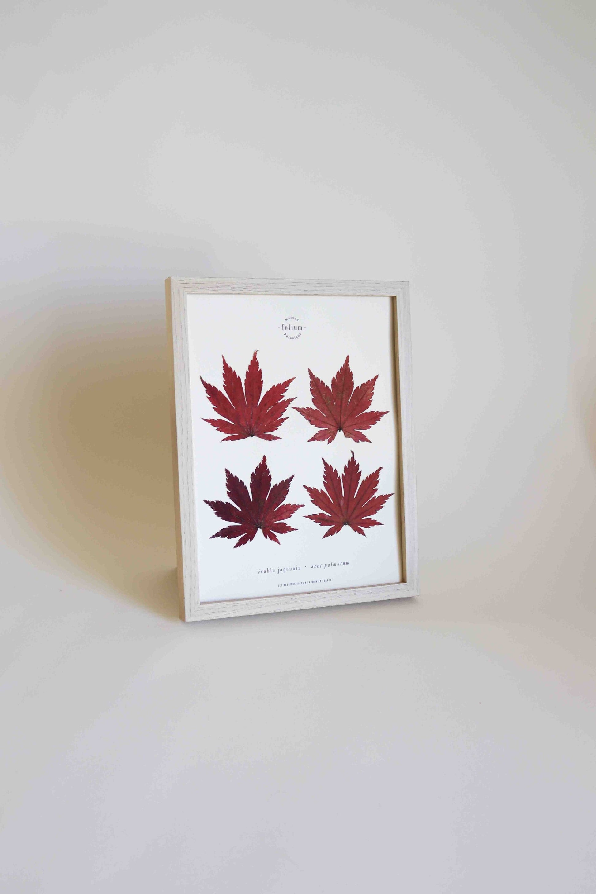 Cadre de feuilles séchées feuille rouge d'érable japonais folium herbiers de fleurs séchées cadre botanique décoration murale