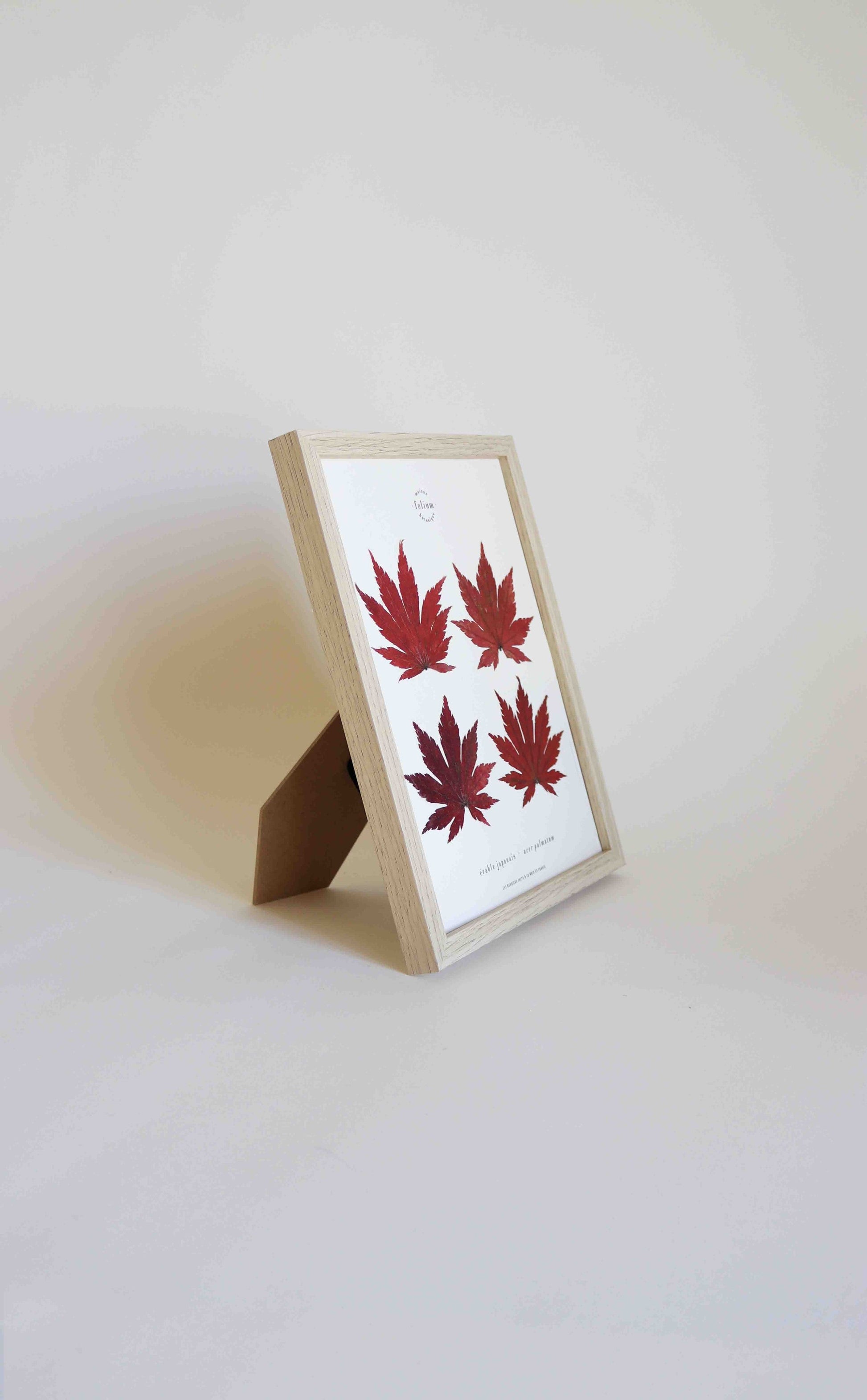 Cadre de feuilles séchées feuille rouge d'érable japonais folium herbiers de fleurs séchées cadre botanique décoration murale