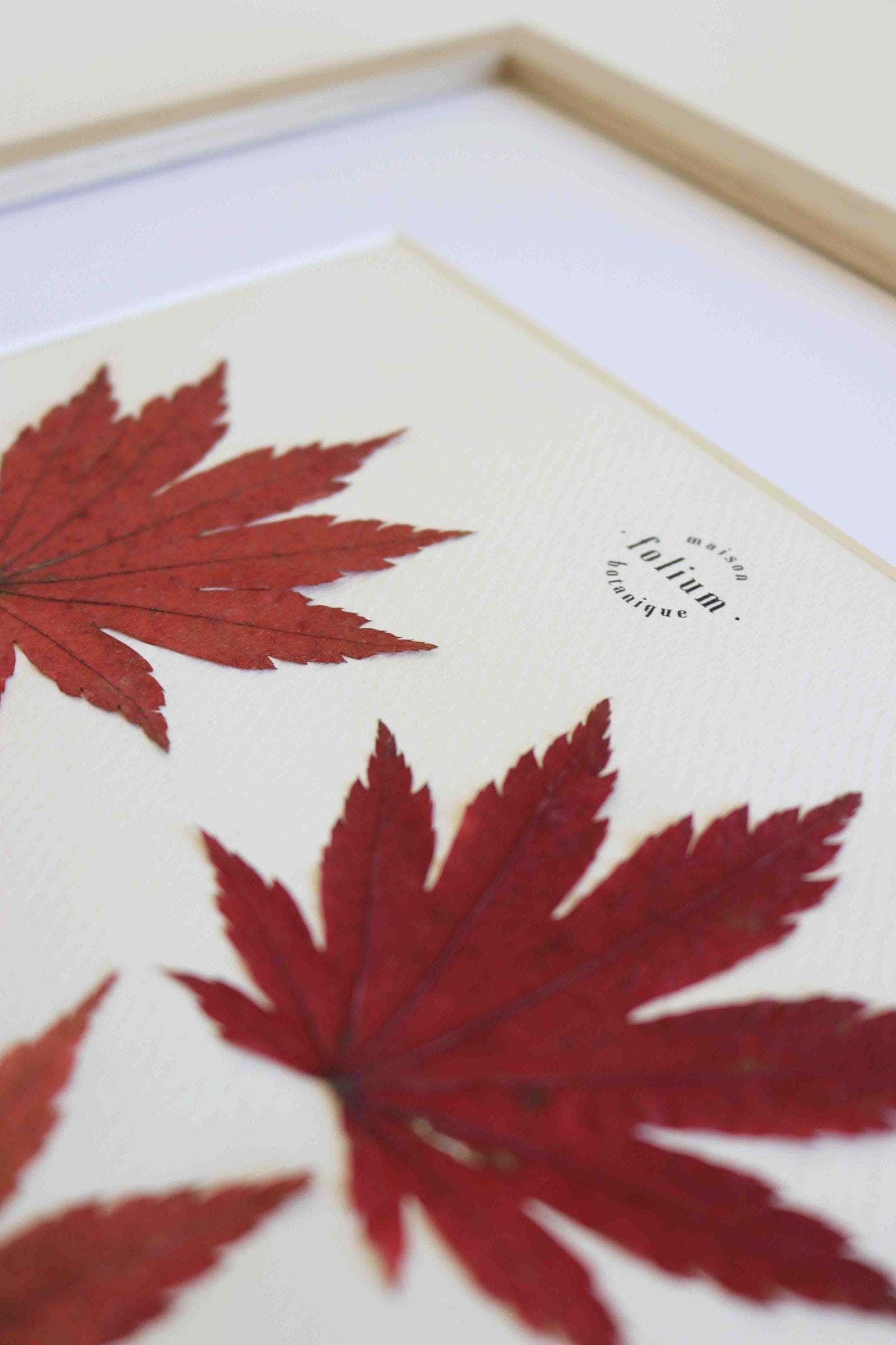 Cadre de feuilles séchées feuille rouge d'érable japonais folium herbiers de fleurs séchées cadre botaniquedécoration murale
