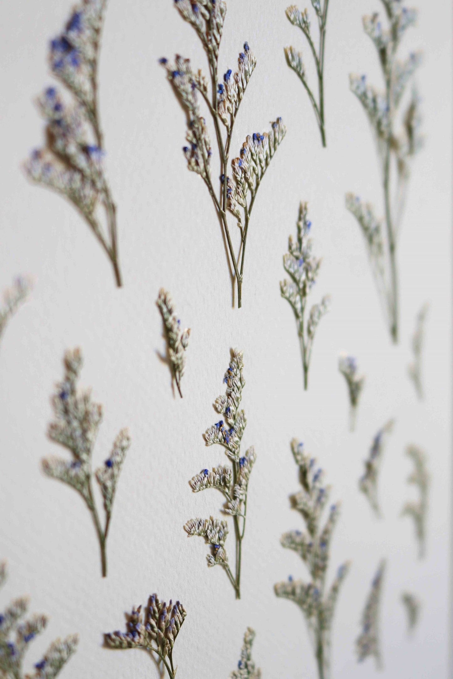 Herbier de fleurs Décoration murale fleurs séchées encadré Immortelle bleue corse Cadre fleurs herbarium Maison Botanique