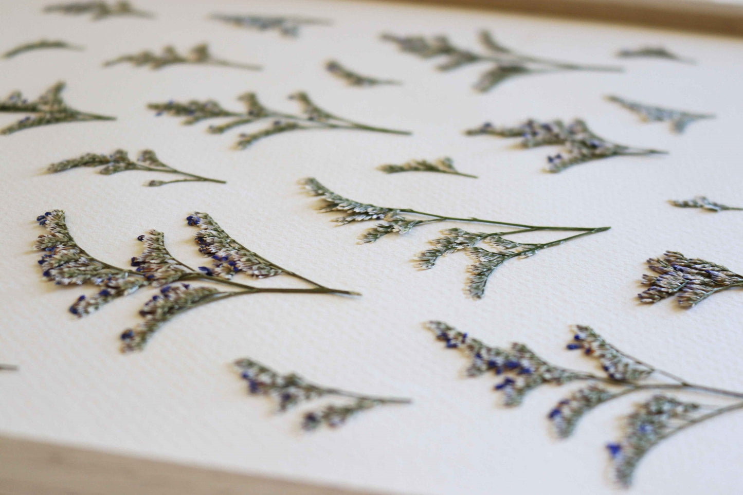 Herbier de fleurs Décoration murale fleurs séchées encadré Immortelle bleue corse Cadre fleurs herbarium Maison Botanique
