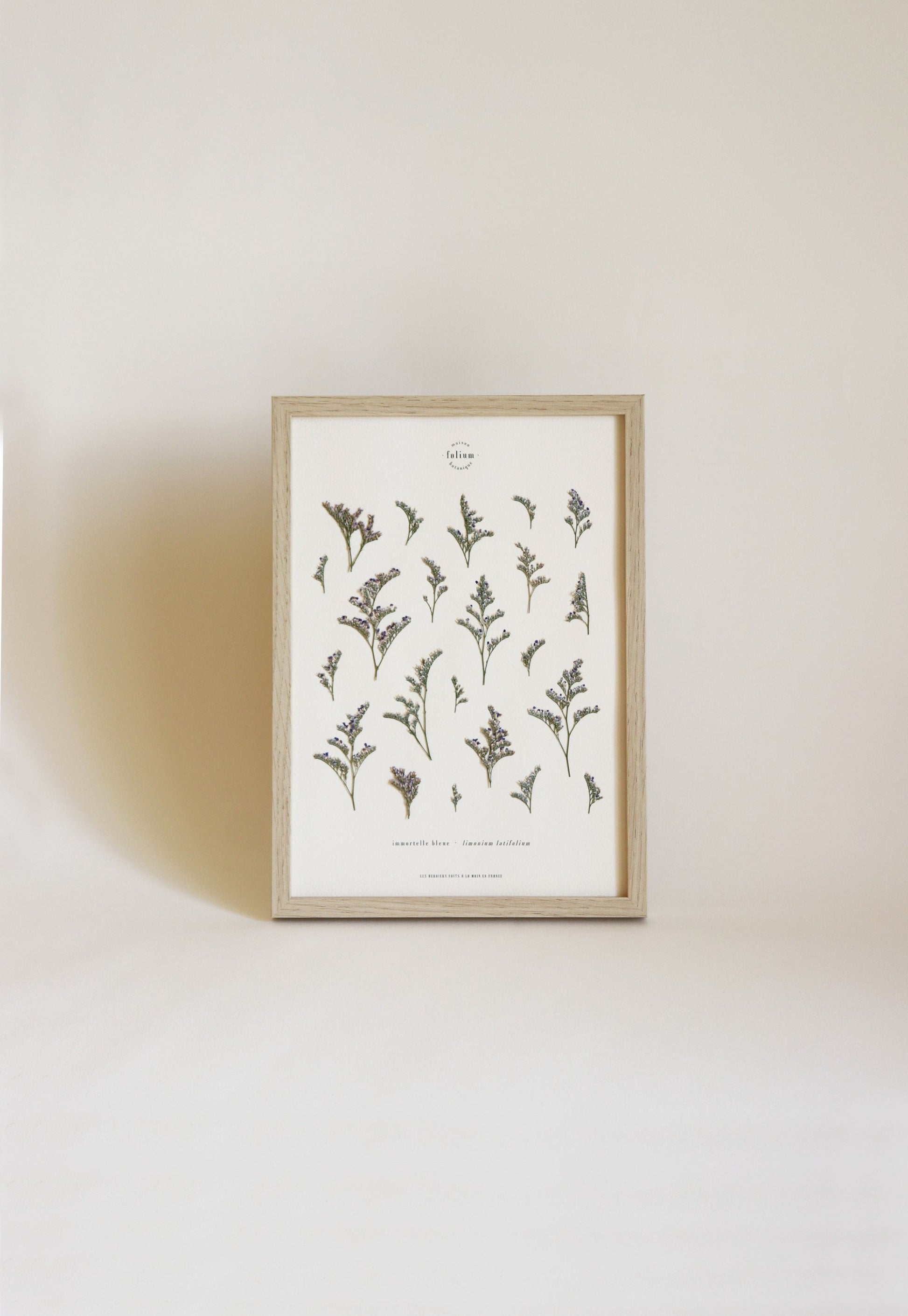 Herbier de fleurs Décoration murale fleurs séchées encadré Immortelle bleue corse Cadre fleurs herbarium Maison Botanique