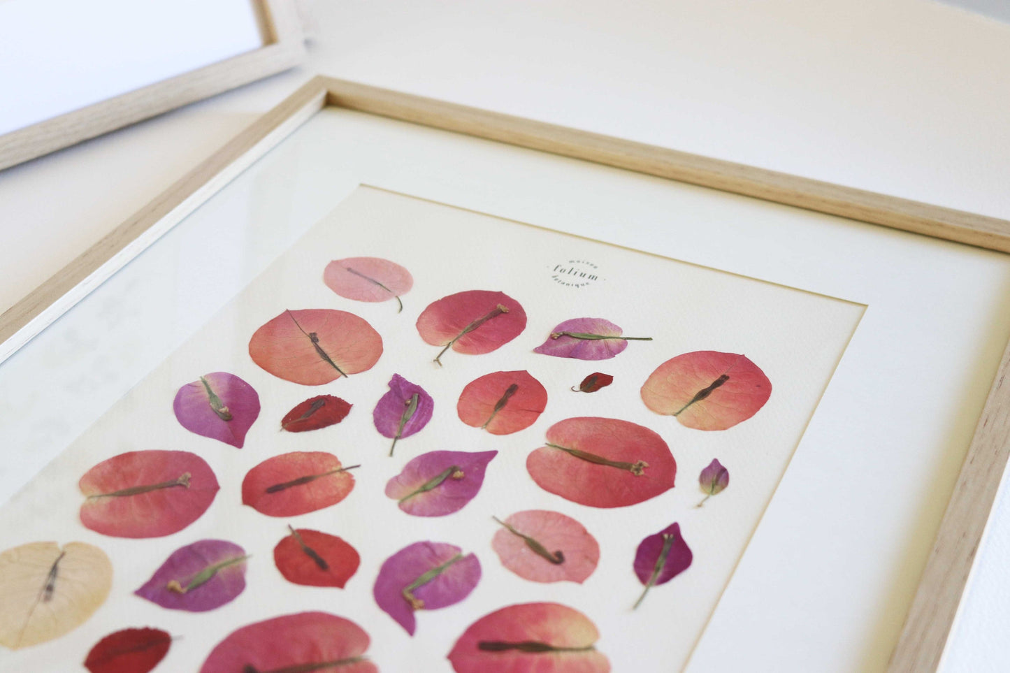 Herbier encadré de fleurs séchées de bougainvillier rose et violet Pressed flowers art Herbarium Herbaria Planche Folium