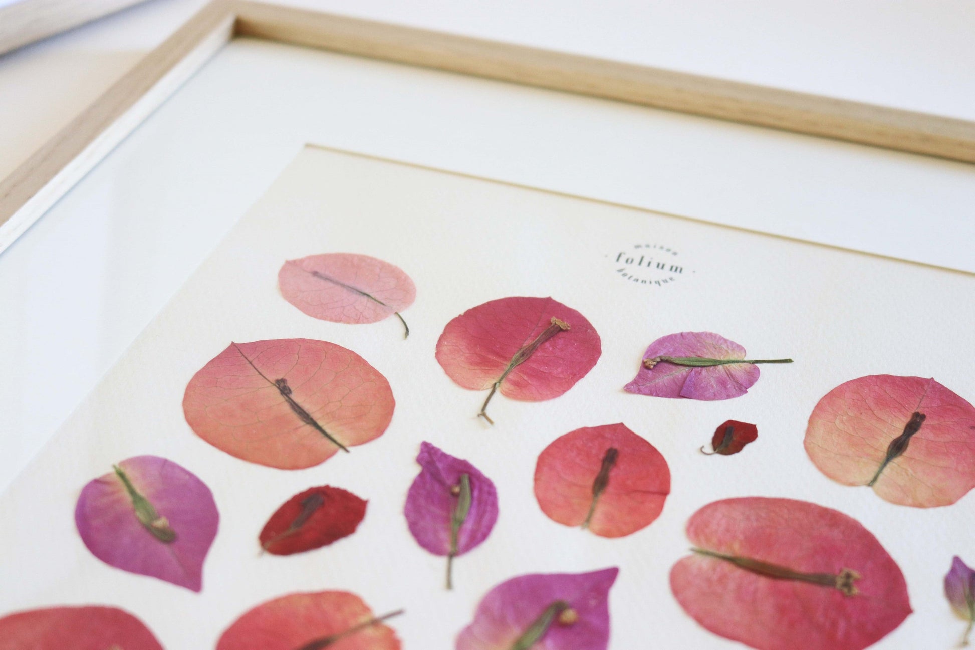 Herbier encadré de fleurs séchées de bougainvillier rose et violet Pressed flowers art Herbarium Herbaria Planche Folium