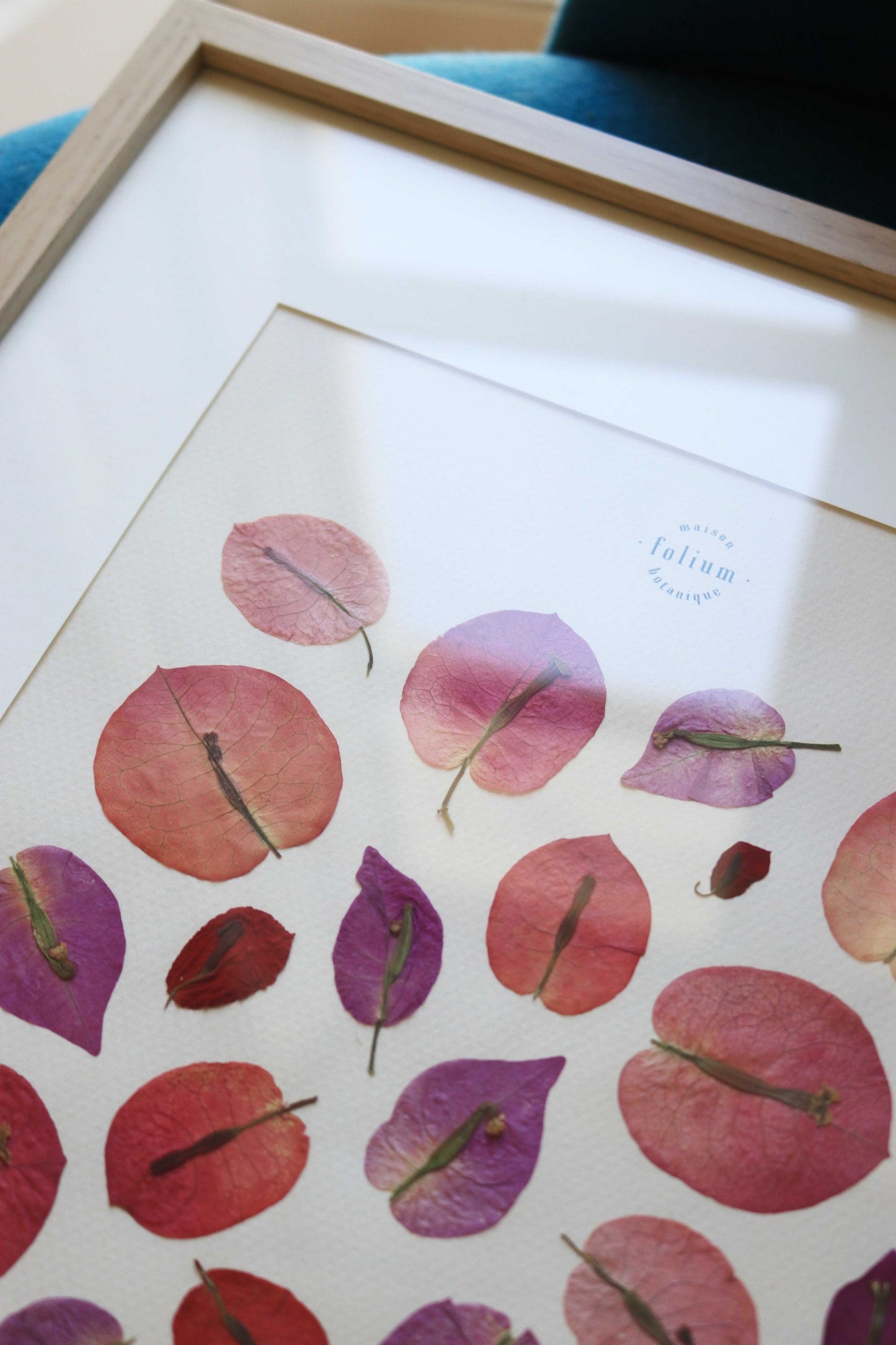 Herbier encadré de fleurs séchées de bougainvillier rose et violet Pressed flowers art Herbarium Herbaria Planche Folium