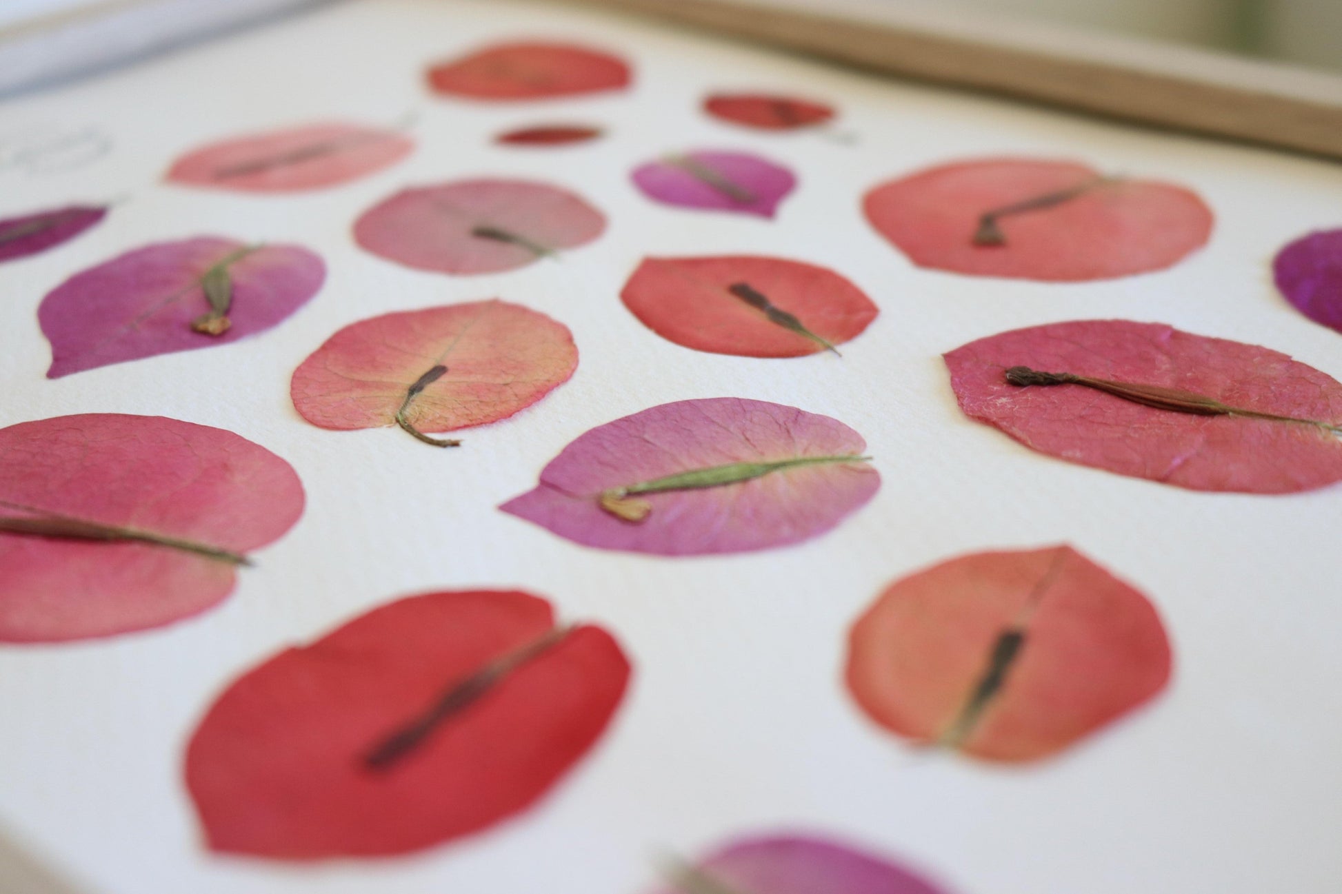 Herbier encadré de fleurs séchées de bougainvillier rose et violet Pressed flowers art Herbarium Herbaria Planche Folium