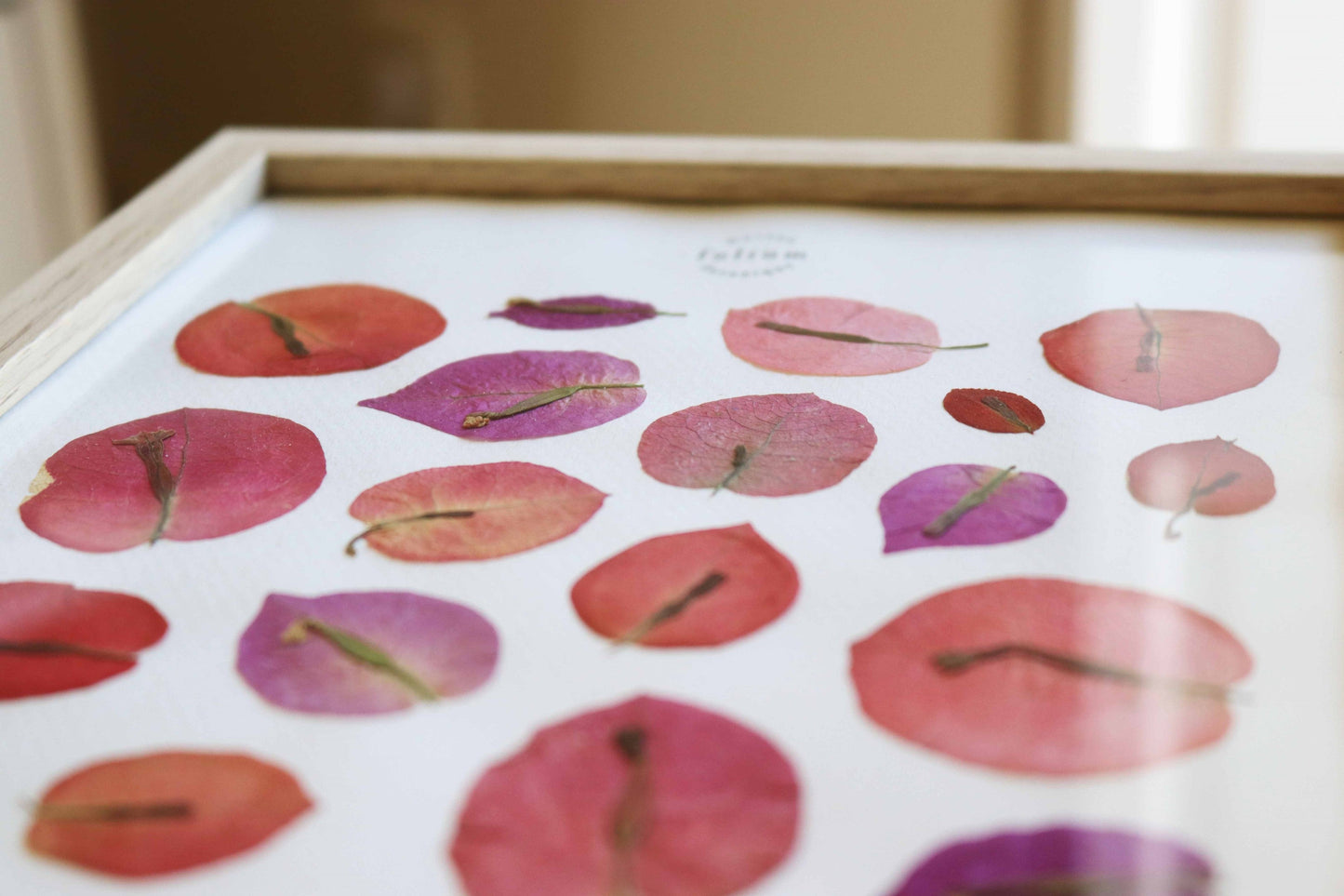 Herbier encadré de fleurs séchées de bougainvillier rose et violet Pressed flowers art Herbarium Herbaria Planche Folium