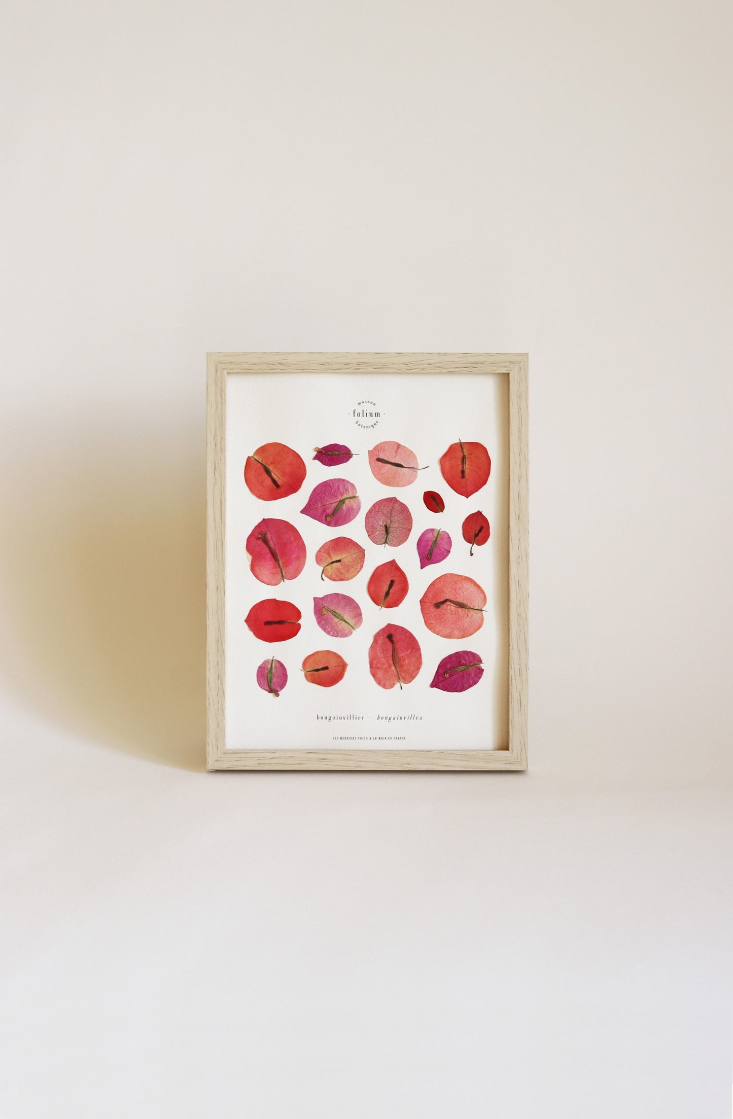 Herbier encadré de fleurs séchées de bougainvillier rose et violet Pressed flowers art Herbarium Herbaria Planche Folium